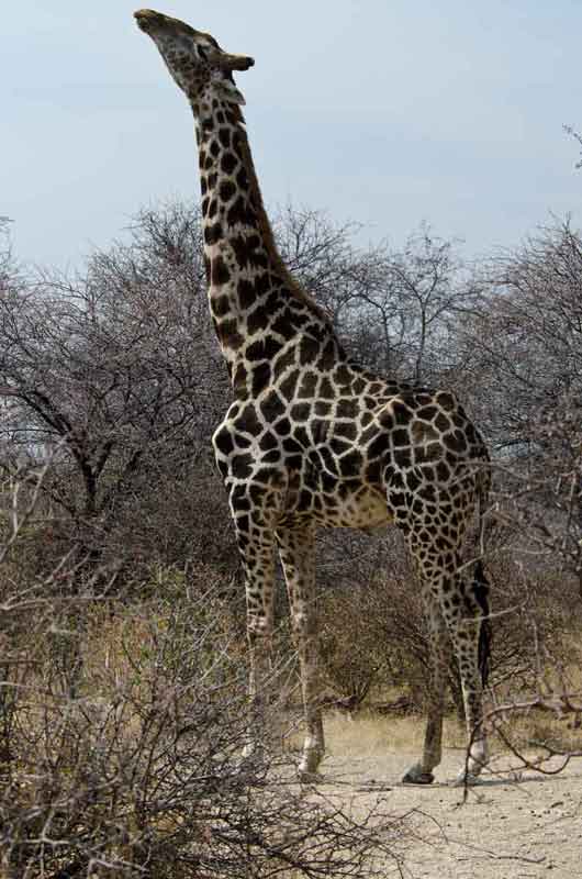 Jirafa - parque nacional de Etosha - Namibia 03.jpg